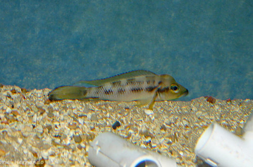 Neolamprologus furcifer (chez Benoît Jonas, juillet 2007)