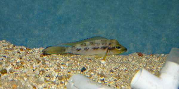 Neolamprologus furcifer (chez Benoît Jonas, juillet 2007)