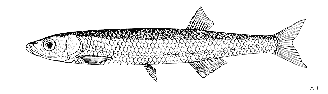 Engraulicypris sardella (gravure FAO)