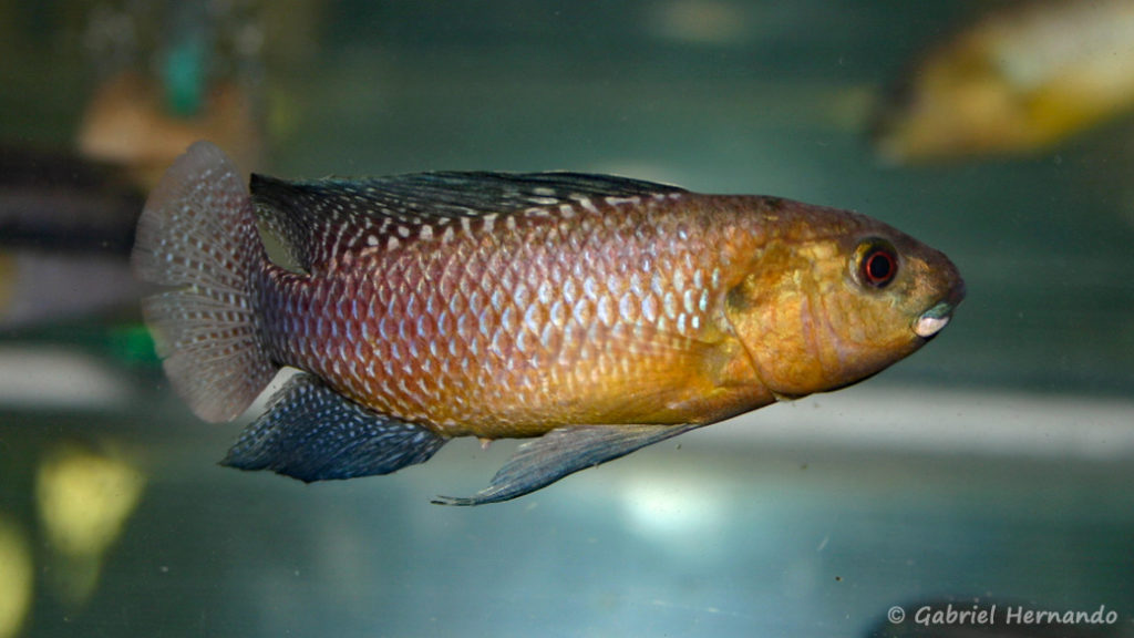 Alcolapia alcalicus (Vichy, congrès AFC 2007)