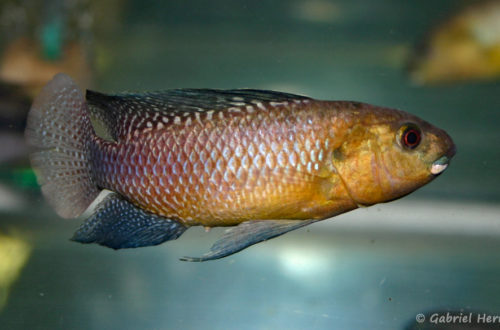 Alcolapia alcalicus (Vichy, congrès AFC 2007)