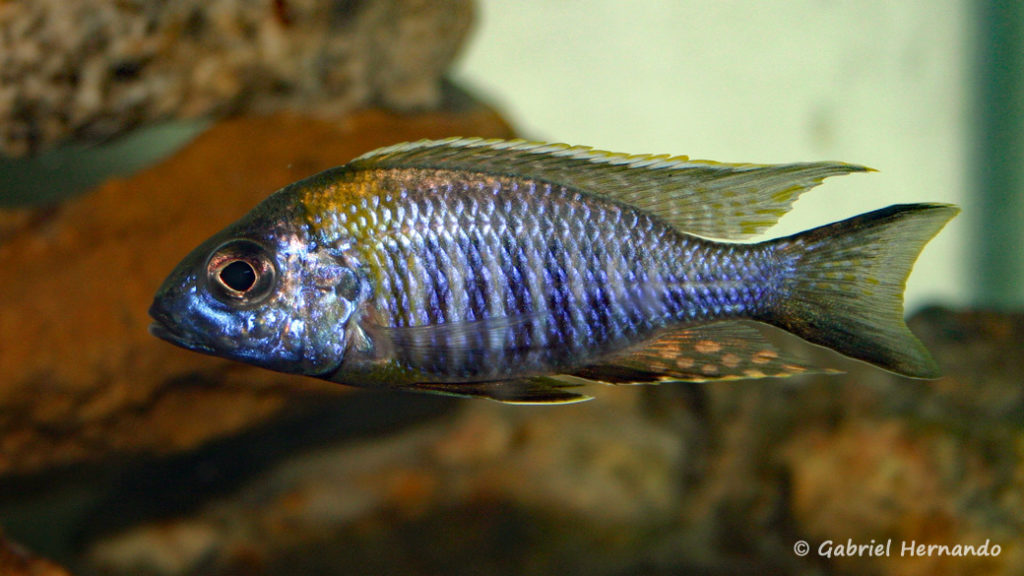 Aulonocara sp "chitande type masinje"