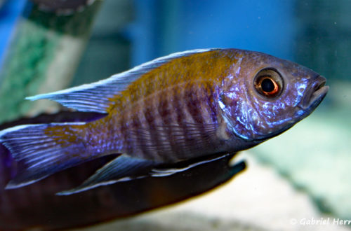 Aulonocara sp. "walteri", variété de Likoma Island (Abysse, février 2005)