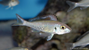 Callochromis stappersi (Aqua Treff, Duisbourg, mai 2014)