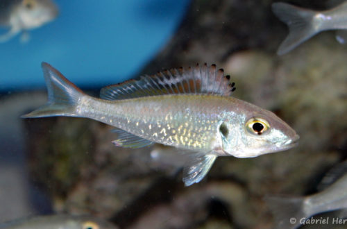 Callochromis stappersi (Aqua Treff, Duisbourg, mai 2014)