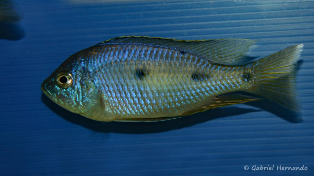 Copadichromis azureus, de Maleri (Abysse, février 2005)