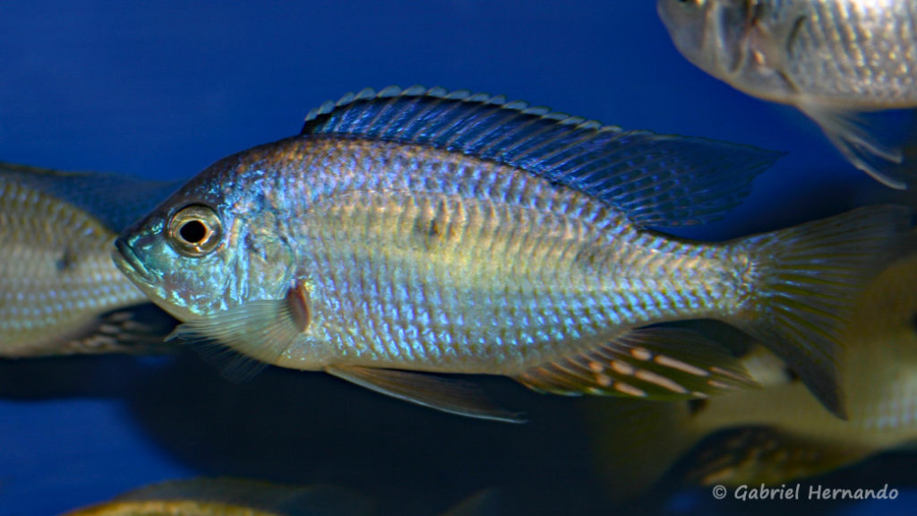 Copadichromis azureus, de Maleri (Abysse, février 2005)