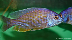 Copadichromis borleyi, mâle, de la variété de Likoma (Abysse, février 2005)