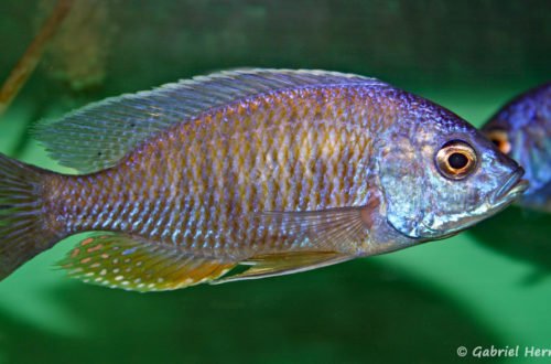 Copadichromis borleyi, mâle, de la variété de Likoma (Abysse, février 2005)