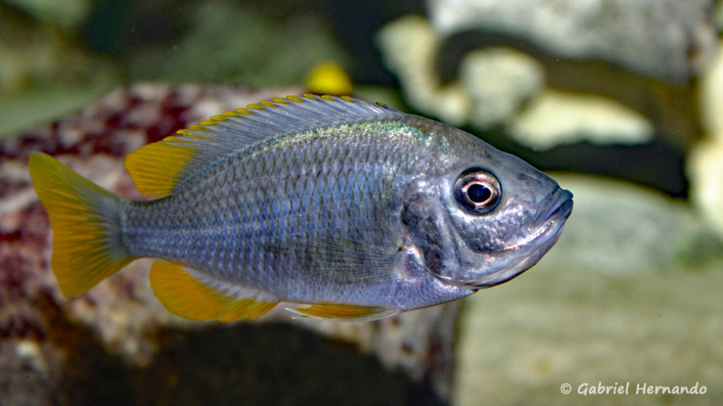 Copadichromis borleyi, femelle en incubation, de la variété Kadango (Crocodile Rock)