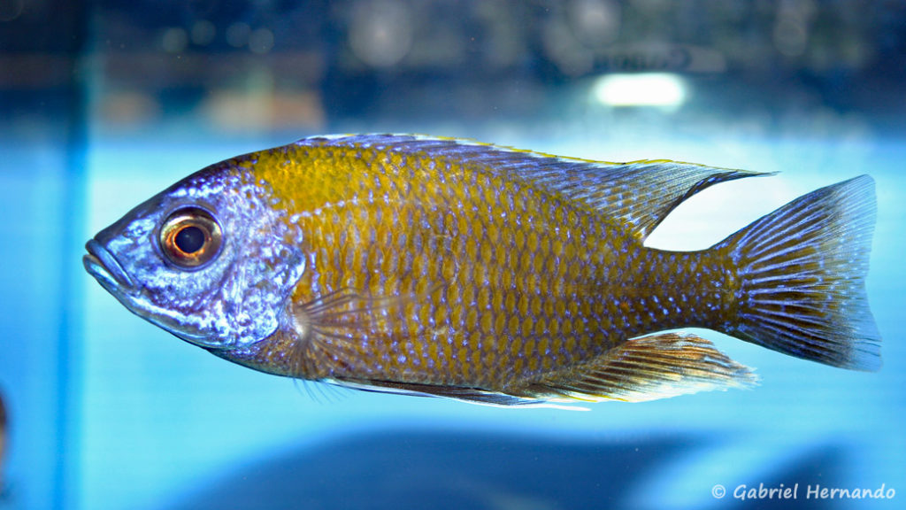 Copadichromis borleyi, mâle, de la variété de Mbenji (Abysse, février 2005)