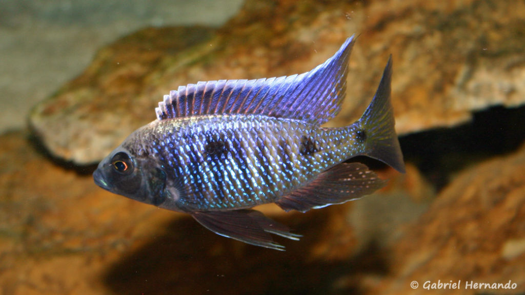 Copadichromis trewavasae, mâle de la variété de Likoma Island