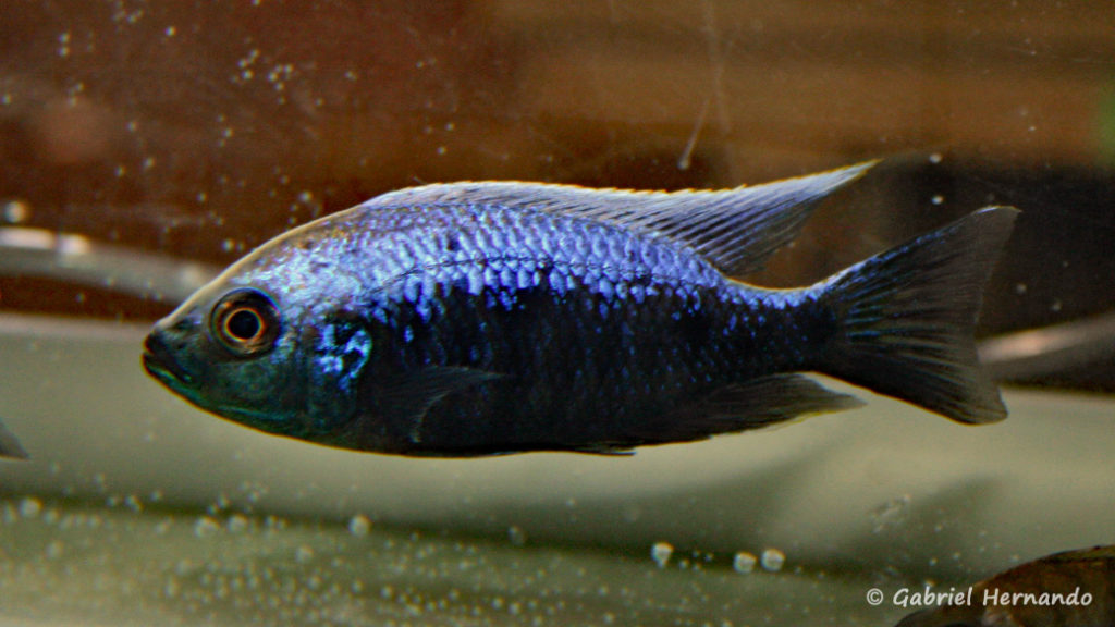 Copadichromis trewavasae, mâle de la variété de Lupingu