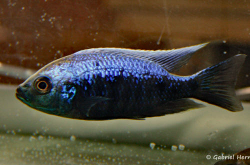 Copadichromis trewavasae, mâle de la variété de Lupingu