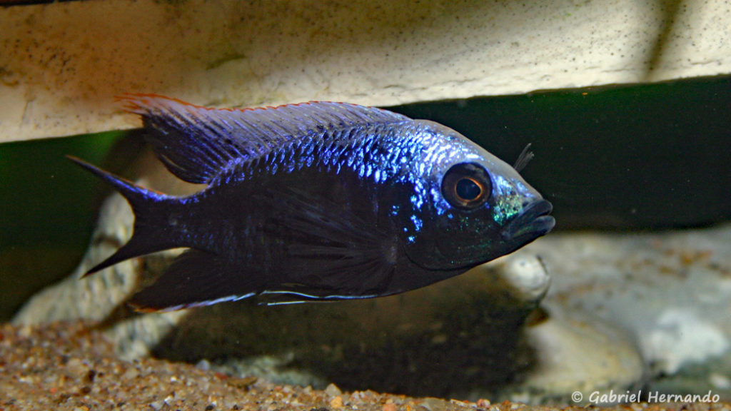 Copadichromis trewavasae, mâle de la variété de Magunga