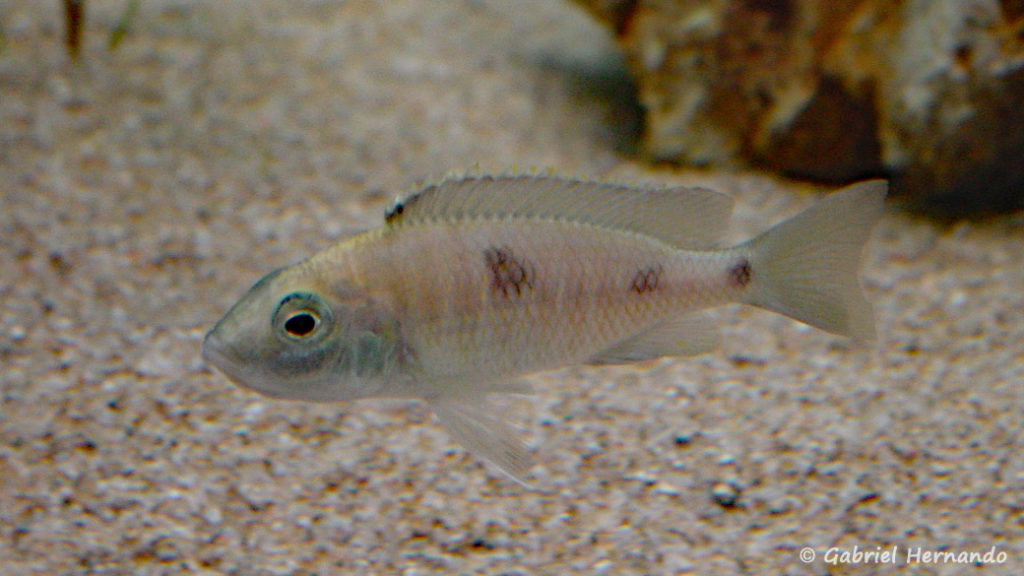 Copadichromis trewavasae, femelle de la variété de Likoma Island