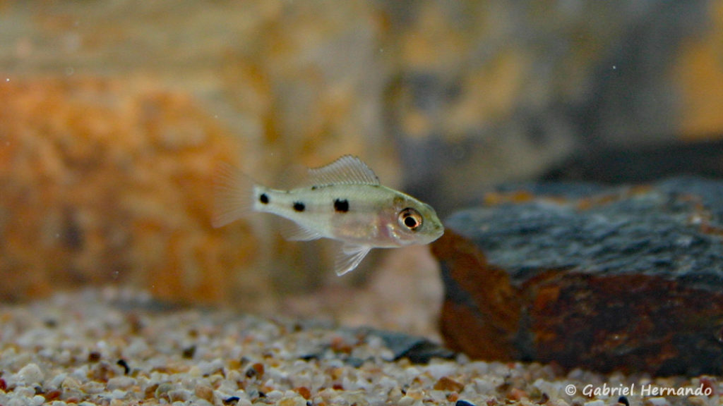 Copadichromis trewavasae, alevin de la variété de Likoma Island