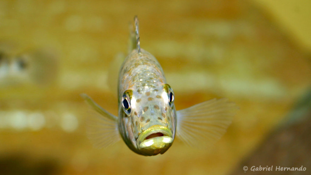 Ctenochromis horei (chez Gilles Garrier, décembre 2012)