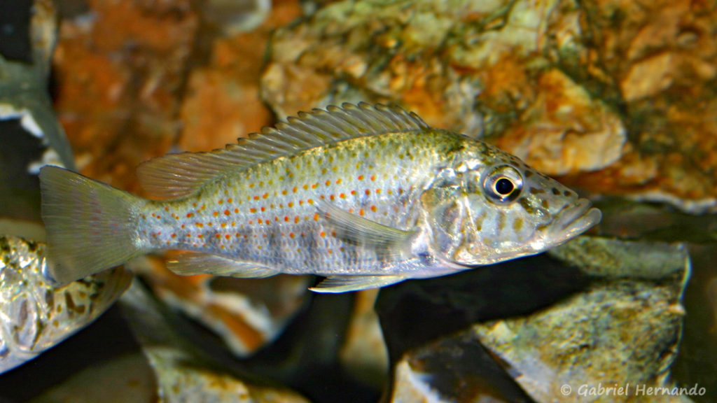 Ctenochromis horei (chez Gilles Garrier, décembre 2012)