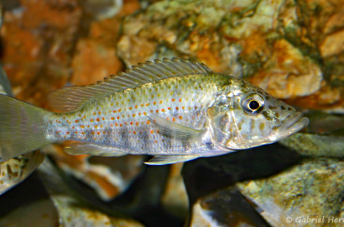 Ctenochromis horei (chez Gilles Garrier, décembre 2012)