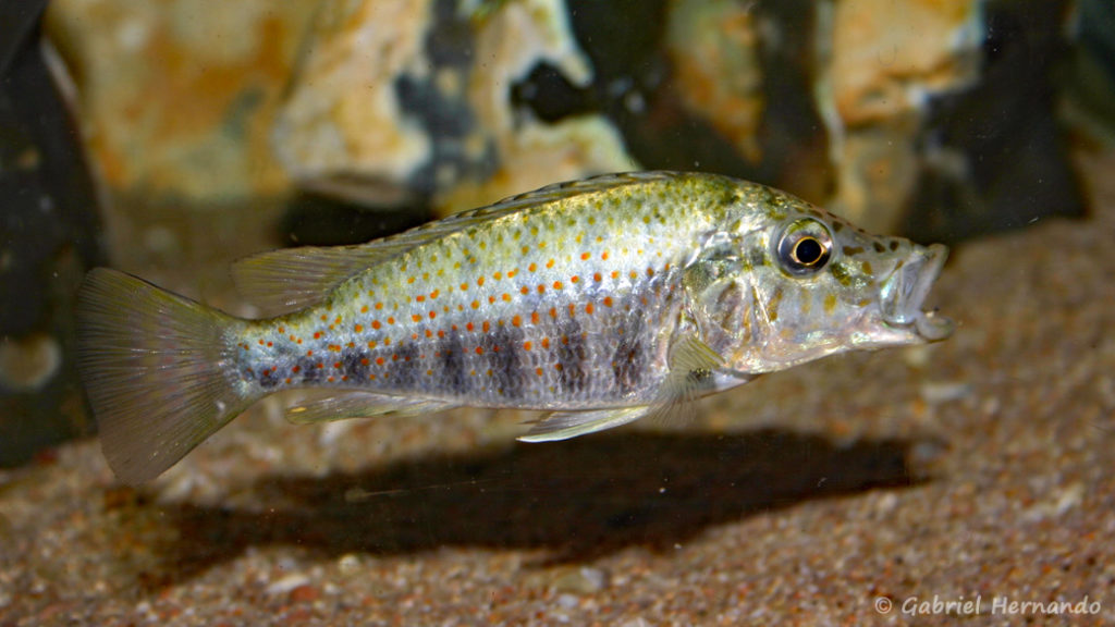 Ctenochromis horei (chez Gilles Garrier, décembre 2012)