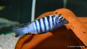 Cynotilapia afra, variété de Chimate