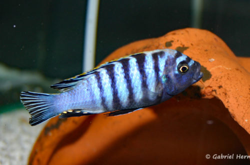 Cynotilapia afra, variété de Chimate