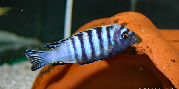 Cynotilapia afra, variété de Chimate