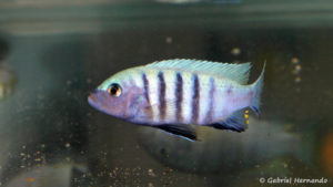 Maylandia pulpican, variété de Maingano (congrès d'Arlon, mai 2008)