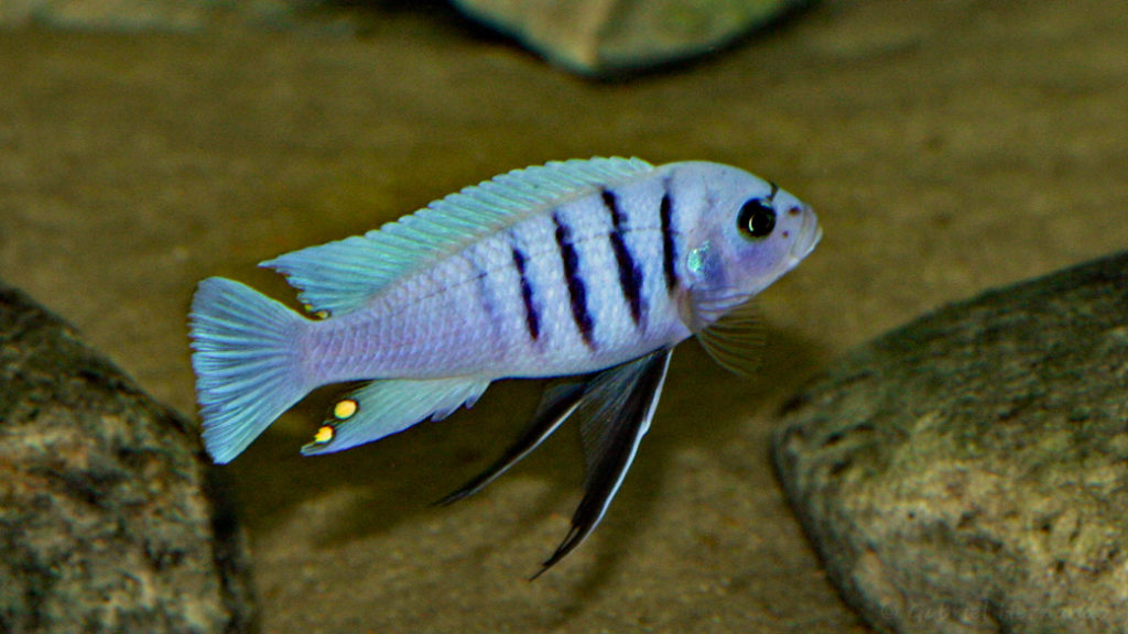 Cynotilapia sp. "hara" Gallireya Reef