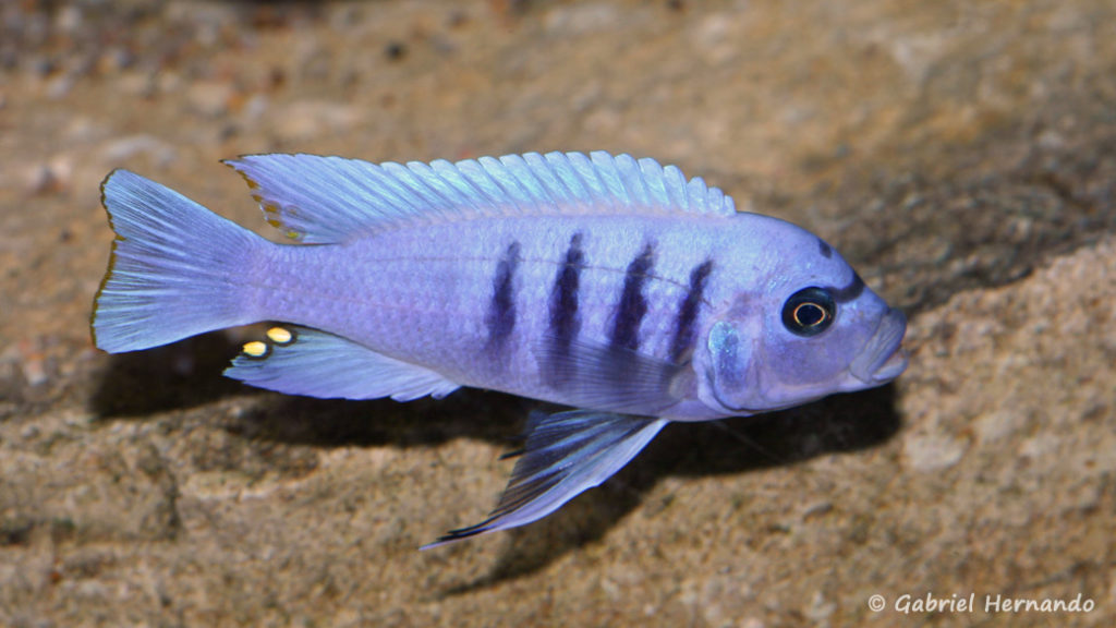 Cynotilapia sp "hara" Gallireya Reef (Club aquariophile de Vernon, janvier 2008)