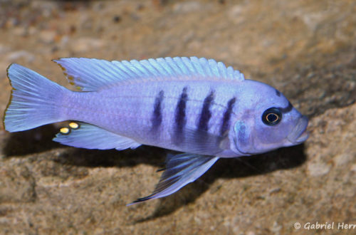 Cynotilapia sp "hara" Gallireya Reef (Club aquariophile de Vernon, janvier 2008)