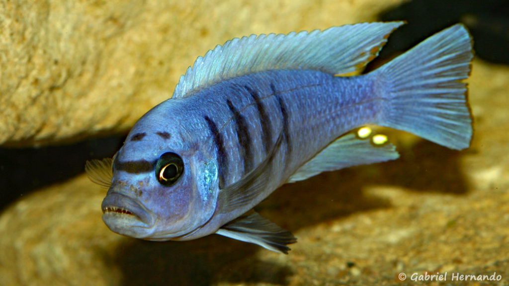 Cynotilapia sp "hara" Gallireya Reef (Club aquariophile de Vernon, janvier 2008)