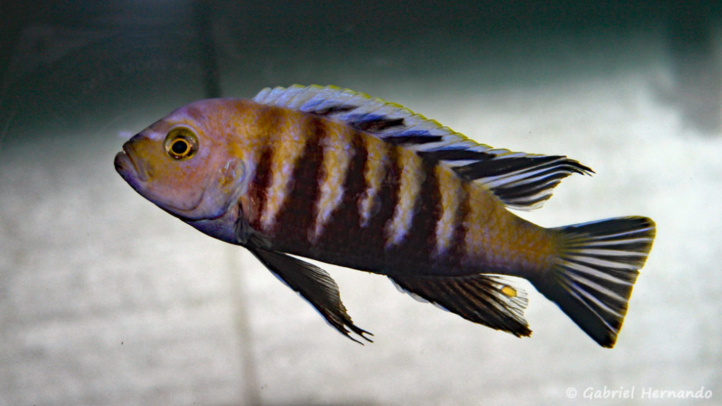 Cynotilapia sp. 'lion", de Lion's Cove