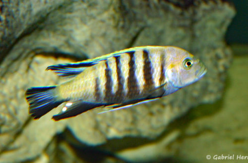 Cynotilapia sp. 'lion", de Lion's Cove