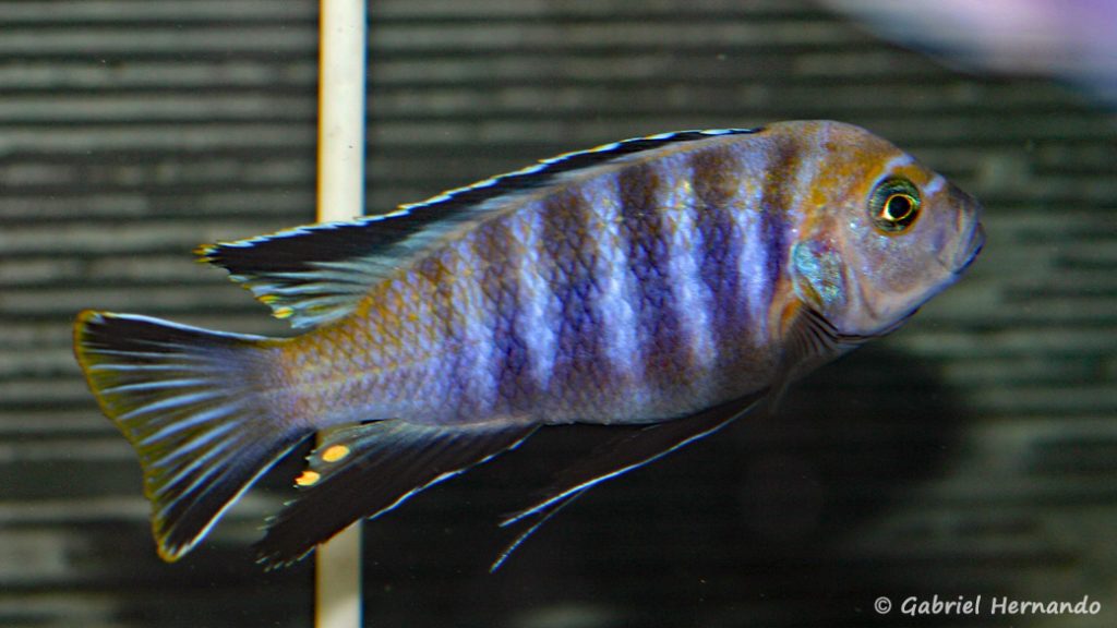 Cynotilapia sp. 'lion", de Lupingu (Abysse, janvier 2009)