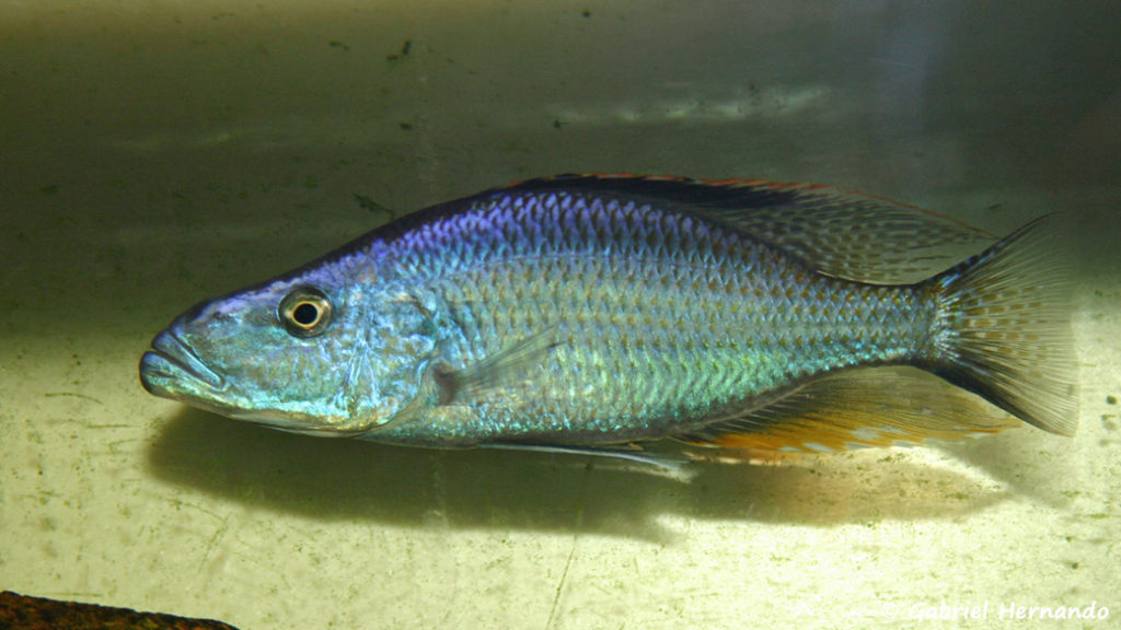 Dimidiochromis compressiceps