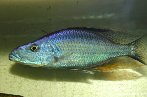 Dimidiochromis compressiceps