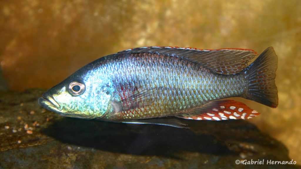 Dimidiochromis strigatus, mâle (Association Aquariophile de Rouen, avril 2006)