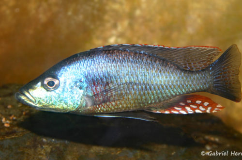 Dimidiochromis strigatus, mâle (Association Aquariophile de Rouen, avril 2006)