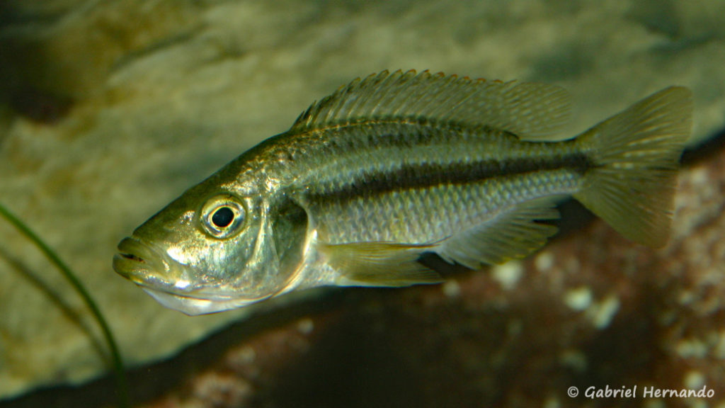 Dimidiochromis strigatus, femelle en incubation Association Aquariophile de Rouen, avril 2005)