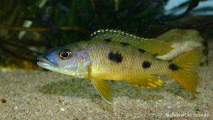 Exochochromis anagenys (Club Aquamassena, novembre 2007)