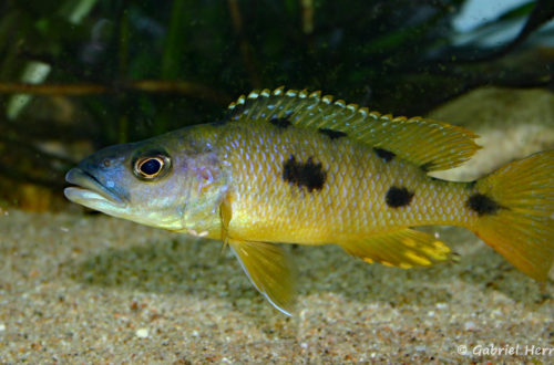 Exochochromis anagenys (Club Aquamassena, novembre 2007)