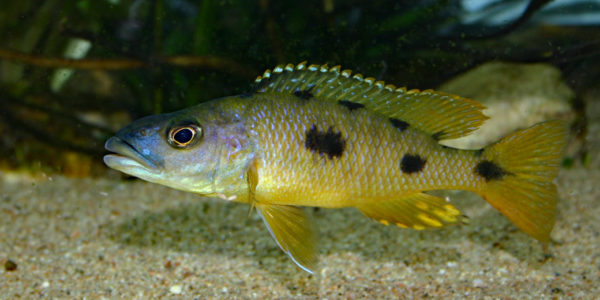 Exochochromis anagenys (Club Aquamassena, novembre 2007)
