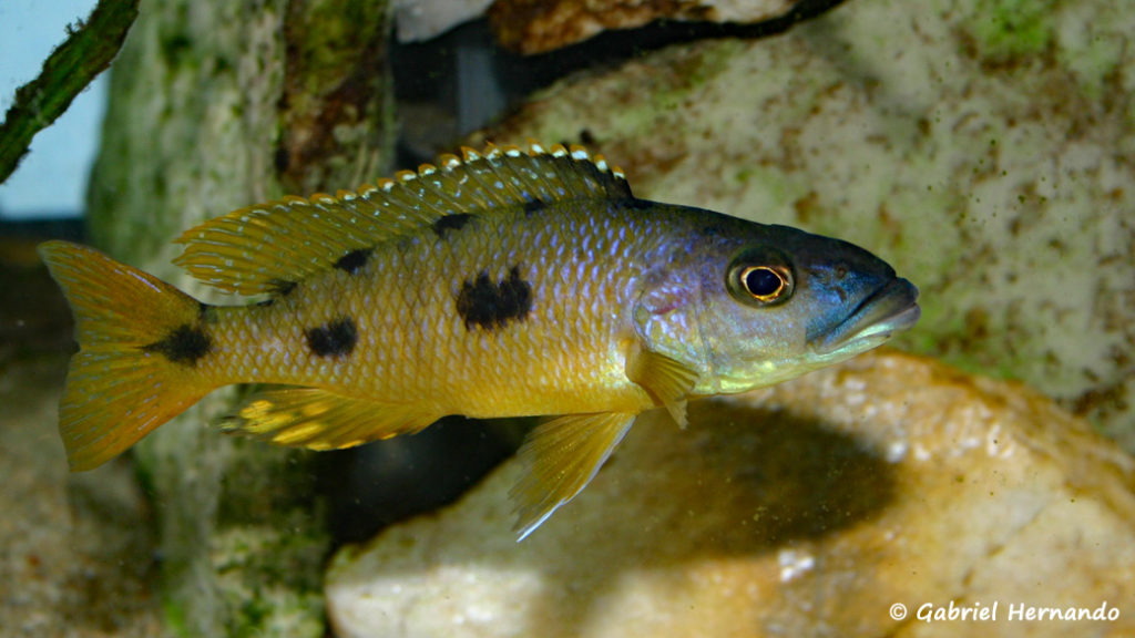 Exochochromis anagenys (Club Aquamassena, novembre 2007)