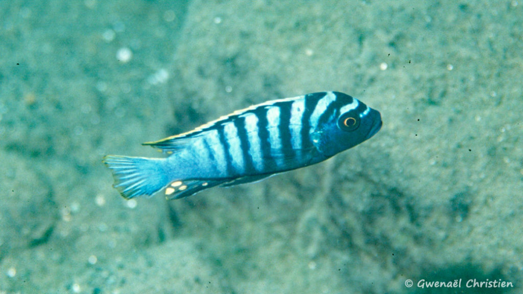 Cynotilapia afra, in situ à Chewere