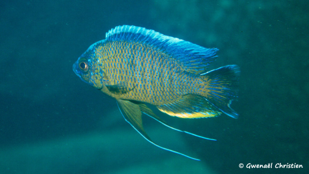 Copadichromis borleyi, mâle, in situ à Mpanga Rock