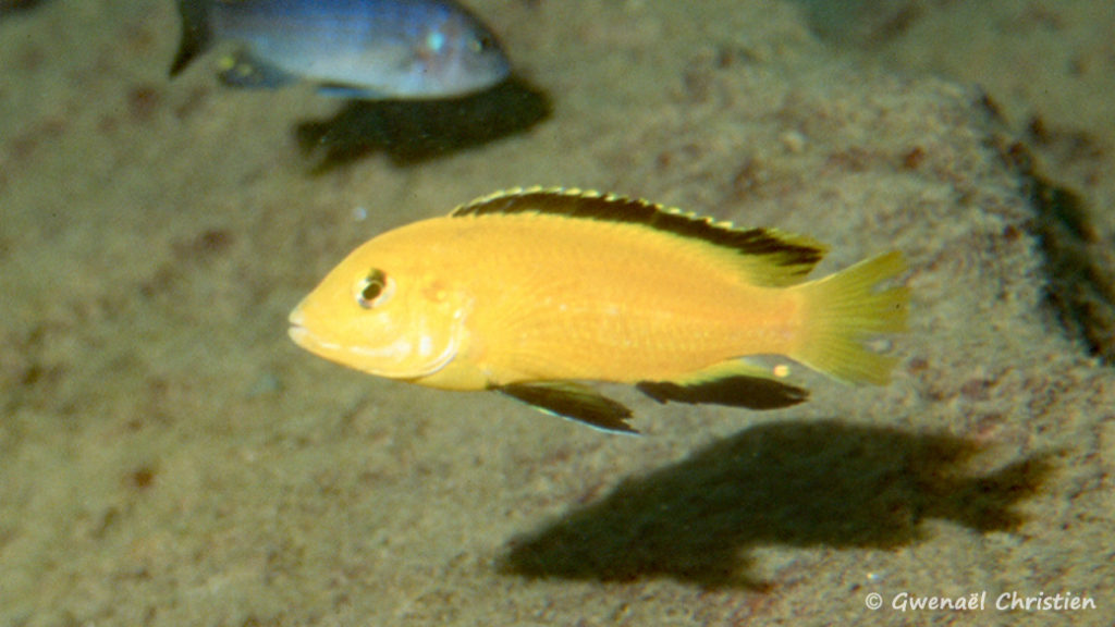 Labidochromis caeruleus, in situ à Mbowe