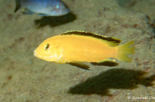 Labidochromis caeruleus, in situ à Mbowe