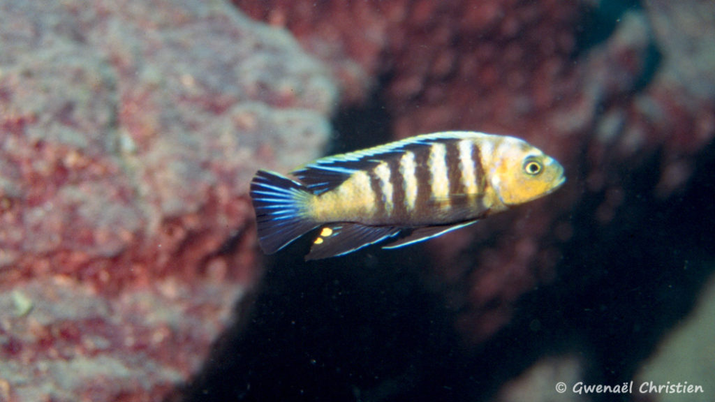 Cynotilapia sp. 'lion", in situ, à Lion's Cove